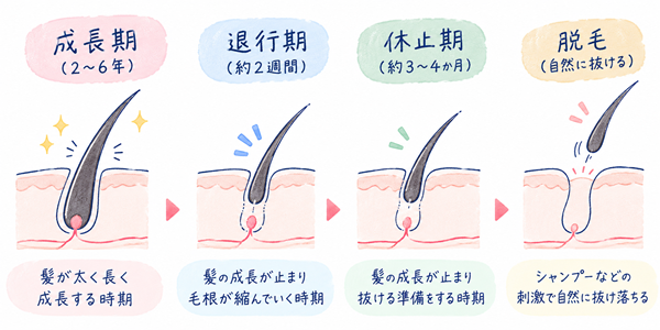 髪の成長サイクル